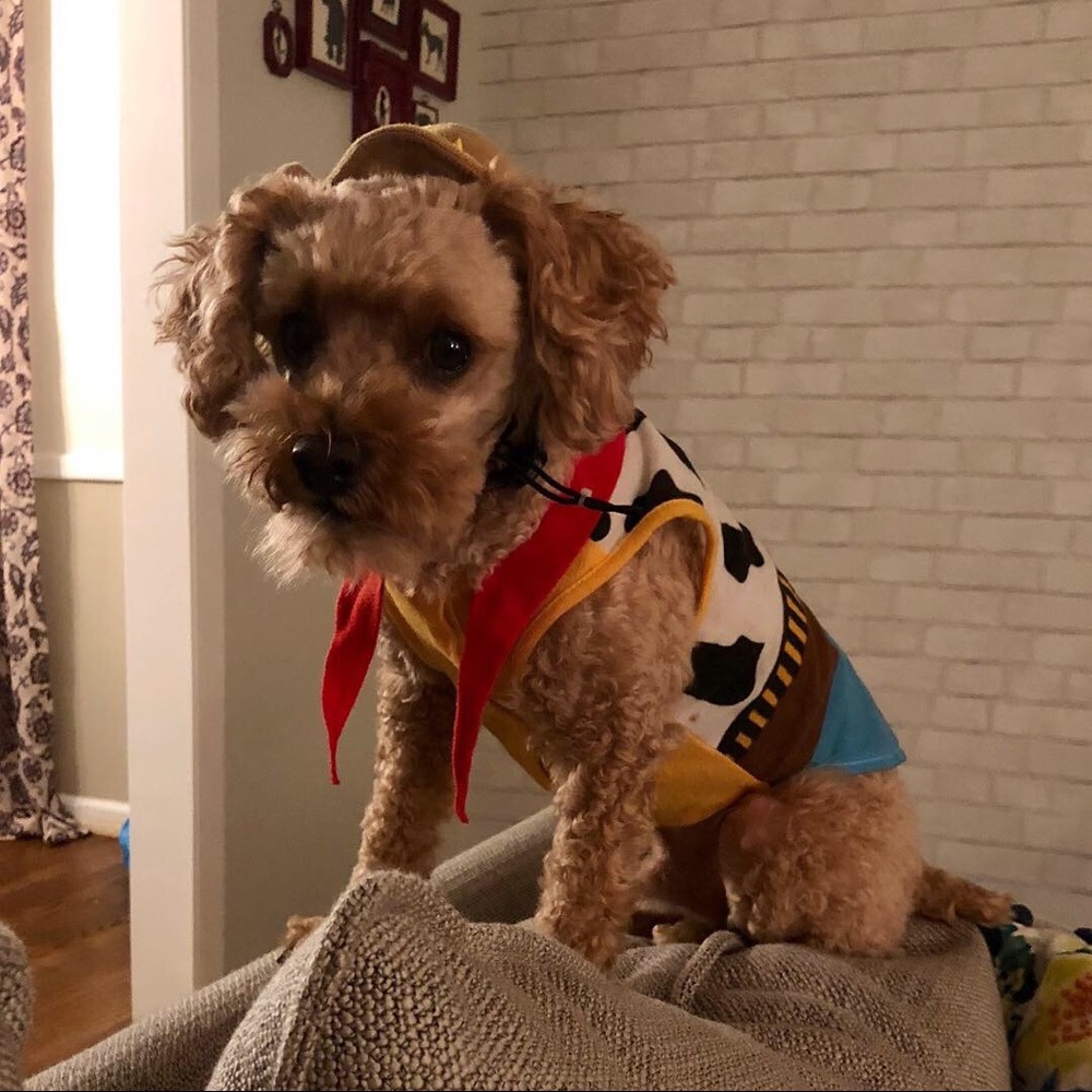 Meet your Posher, Jodi